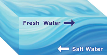 saltwedge cross section