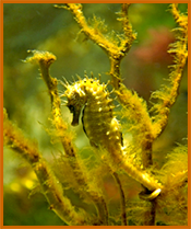 seahorse